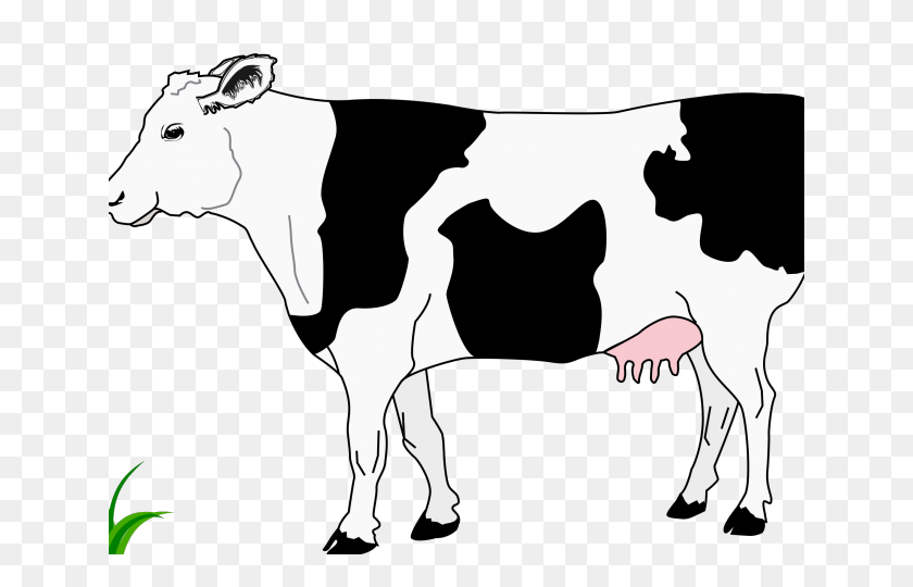 640x480 Cattle Clipart Charolais - Hereford Cow Clipart