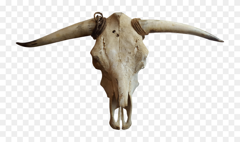 5312x2988 Cattle Goat Horn Bone - Cow Skull PNG