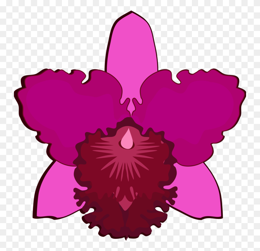 750x750 Каттлея Орхидеи Рисунок Лепестка Цветущего Растения - Орхидеи Png