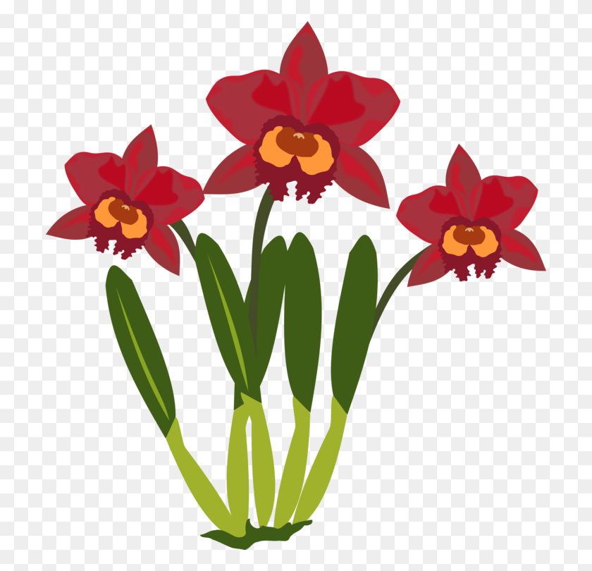 710x750 Cattleya Orchids Flowering Plant Plants - Orchid Clipart