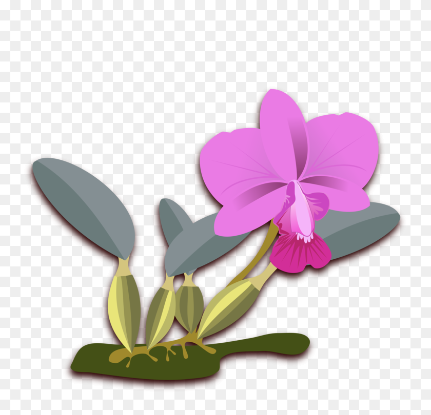 750x750 Cattleya Walkeriana Moth Orchids Computer Icons Cattleya Bicolor - PNG Orchids