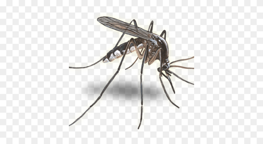 400x400 Cc Mosquito Vector - Mosquito Png