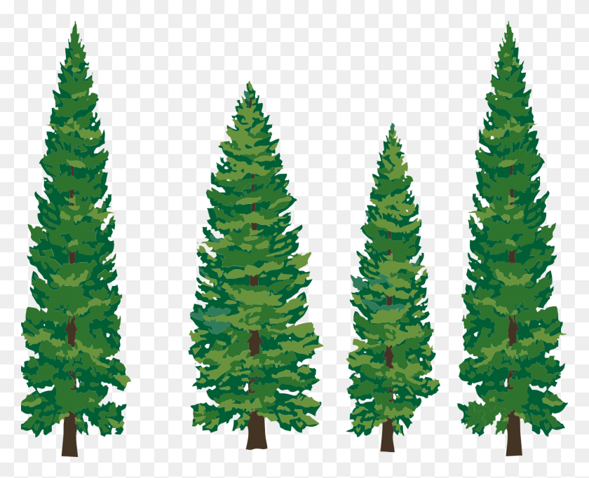 1331x1063 Cedar Tree Silhouette Clip Art Image Information - Pine Tree Clipart