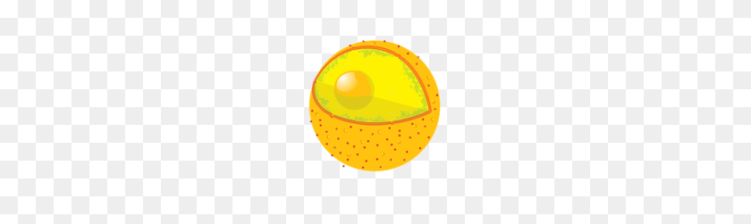 Cell - Vacuole Clipart