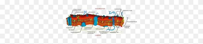 300x123 Cell Membrane Detailed Diagram En Clip Art - Cell Membrane Clipart