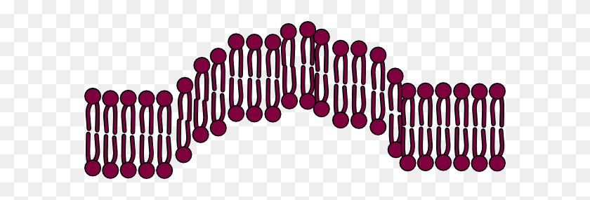 600x225 Эндоцитоз Клеточной Мембраны Картинки - Клипарт Клеточной Мембраны