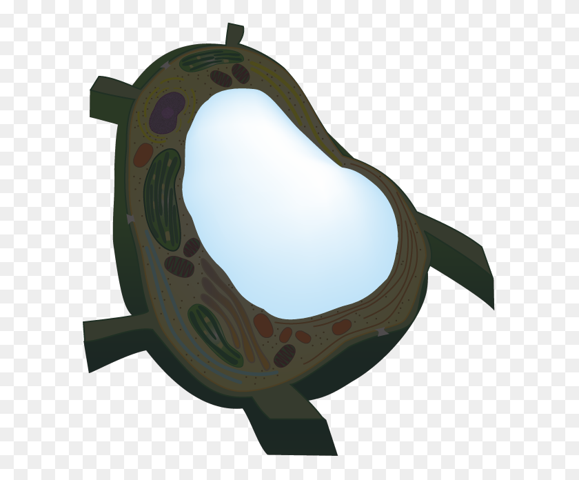 605x636 Cell Structure - Vacuole Clipart