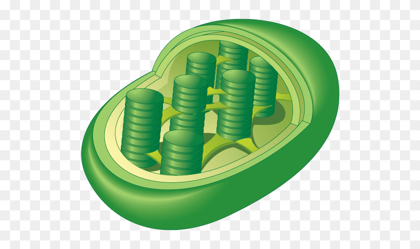 639x437 Cell Types Project - Chloroplast Clipart