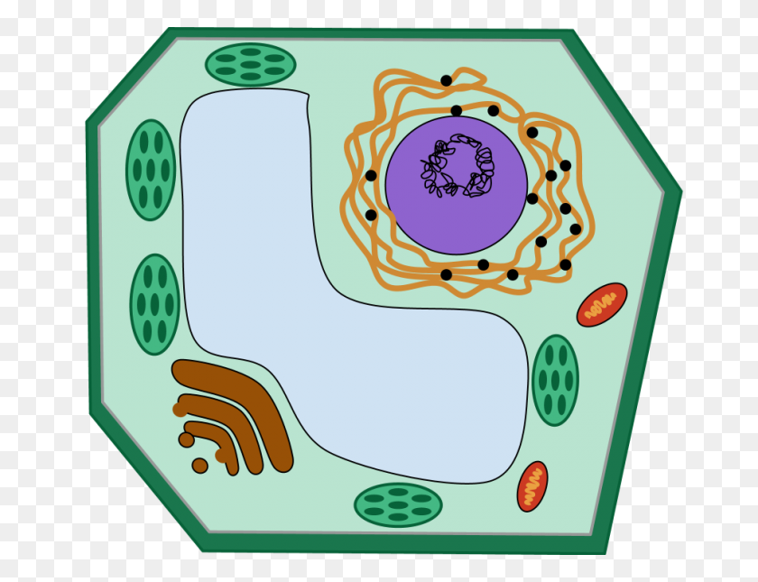 960x720 Cells And The Microscope - Mitochondria Clipart
