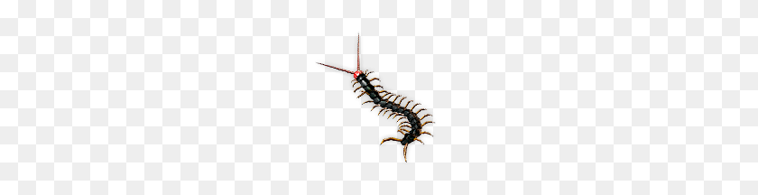 156x156 Centipede Pet - Centipede PNG