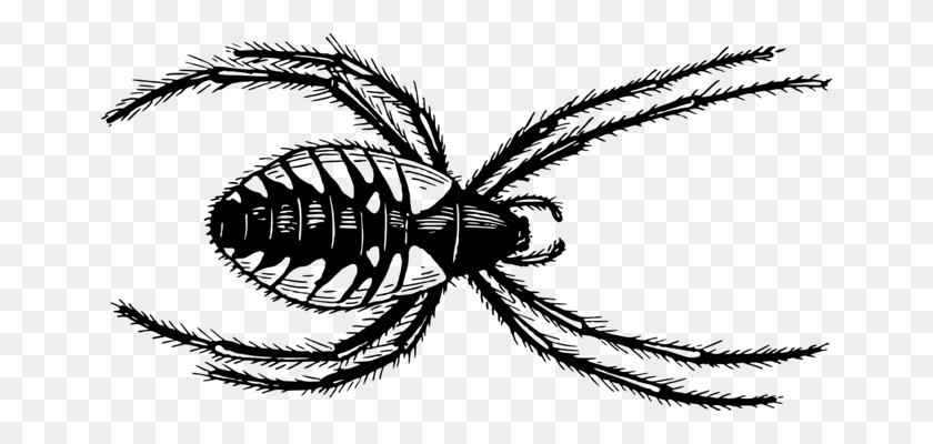 658x340 Centipedes Spider Drawing Millipedes Scolopendra - Centipede Clipart