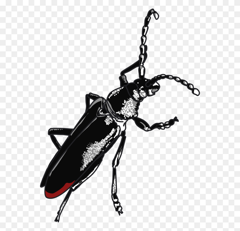 560x750 Cerambyx Cerdo Le Capricorne Zodiac Beetle - Escarabajo Coche De Imágenes Prediseñadas