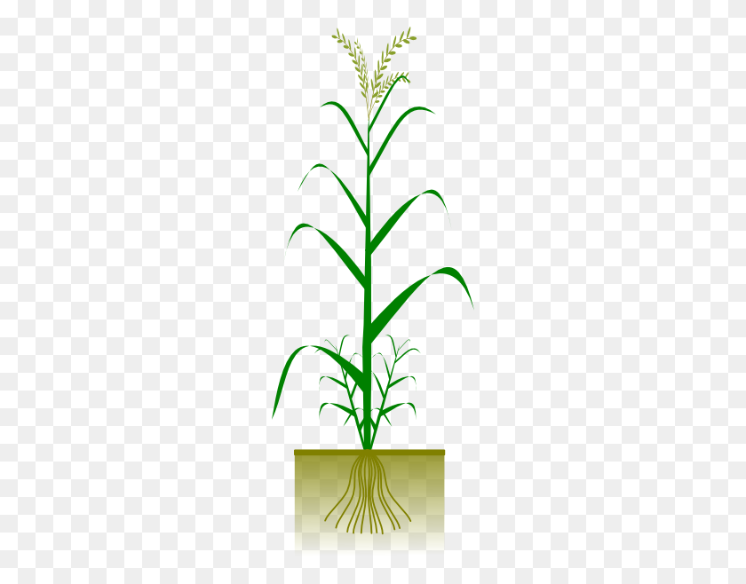 228x598 Cereal Plant Clip Art - Rice Plant Clipart