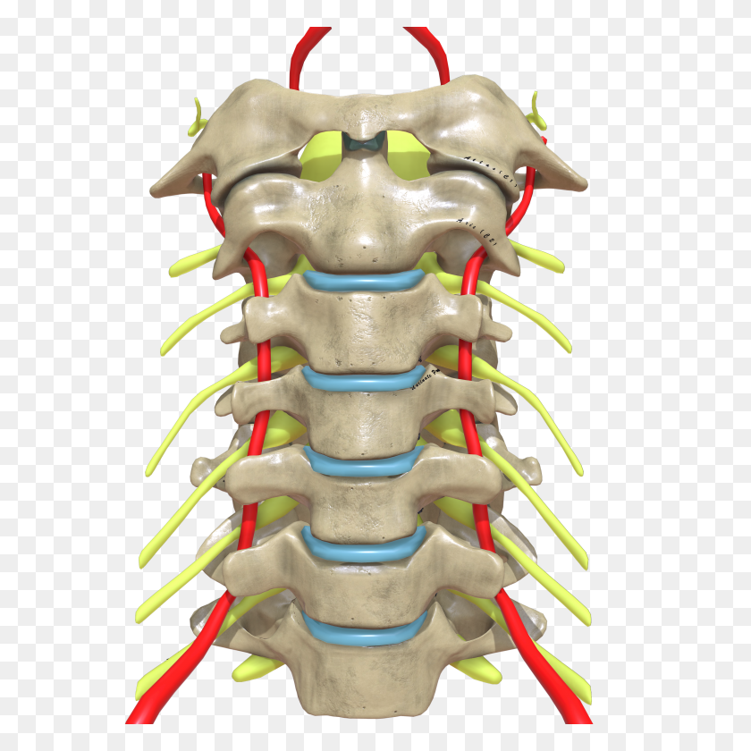 4096x4096 Cervical Spine Anterior View - Spine PNG