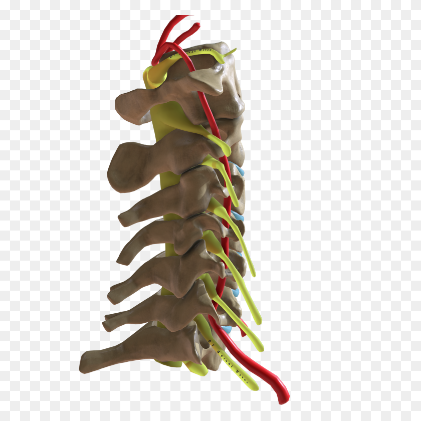 4096x4096 Cervical Spine Lateral View - Spine PNG