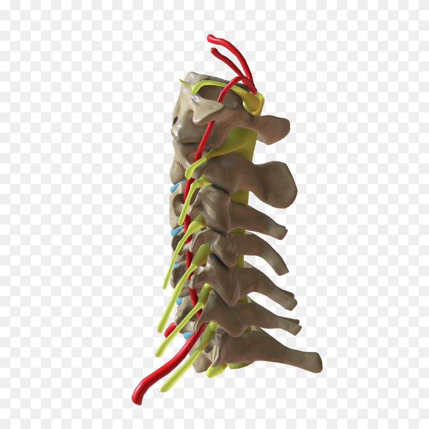 4096x4096 Cervical Spine Side View - Spine PNG