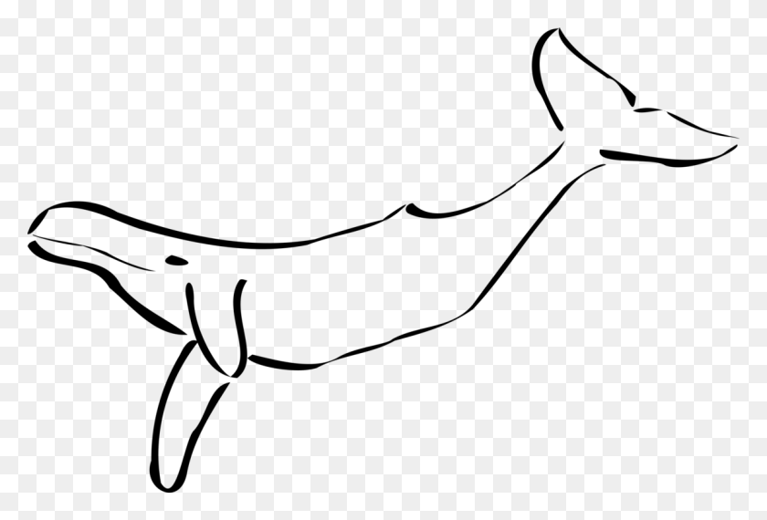 1146x750 Китообразные Косатки Морских Млекопитающих, Синий Кит, Кашалот Бесплатно - Орка Клипарт