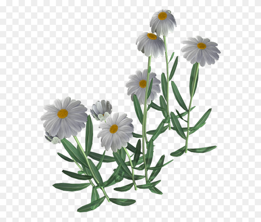 582x654 Chamomile Png Images Transparent Free Download - Chamomile PNG