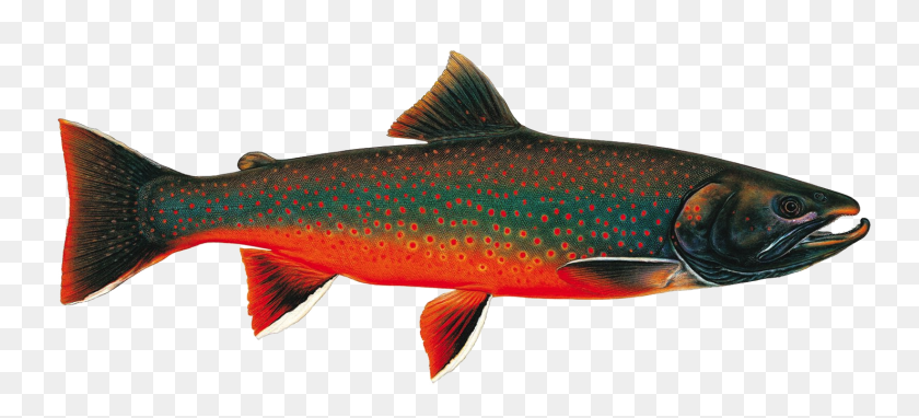 1477x610 Chasing Western Native Trout - Trout PNG