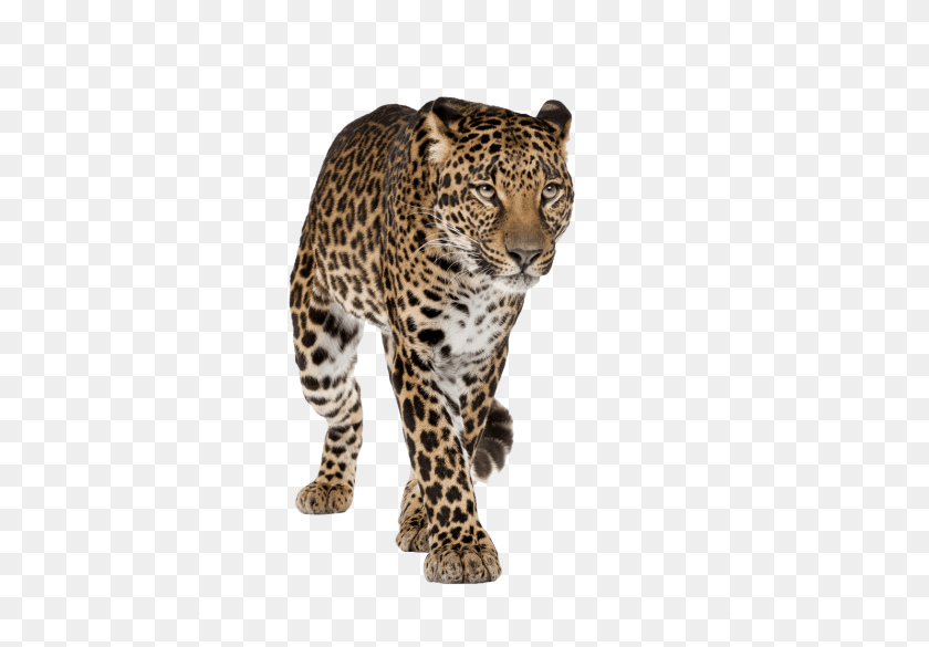 480x525 Cheetah Free Pictures Png - Cheetah PNG