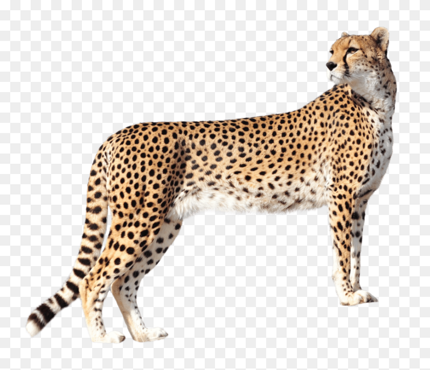 850x723 Cheetah Png - Cheetah PNG