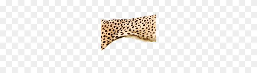 180x180 Cheetah Png Hd - Cheetah PNG