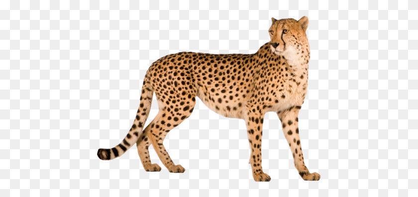 450x336 Cheetah Png Images Free, Animals Png Images - Cheetah PNG