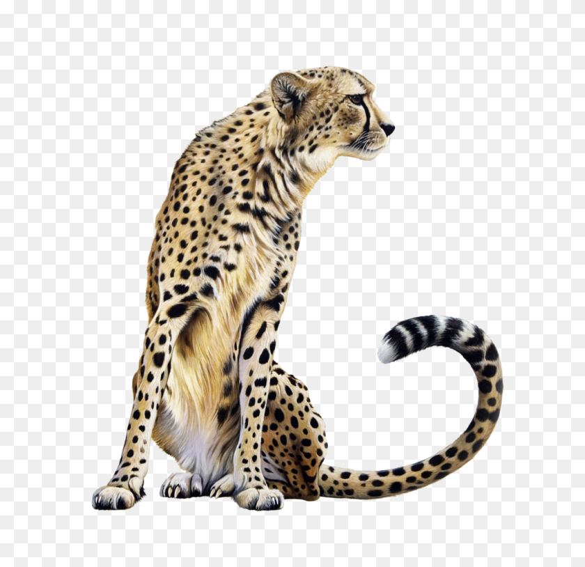 1024x990 Cheetah Png Transparent Vector, Clipart - Cheetah PNG