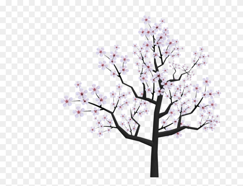 800x600 Ветка Цветущей Вишни Рисунки Картинки, Японская Сакура - Клипарт Ветка Дерева Черно-Белый