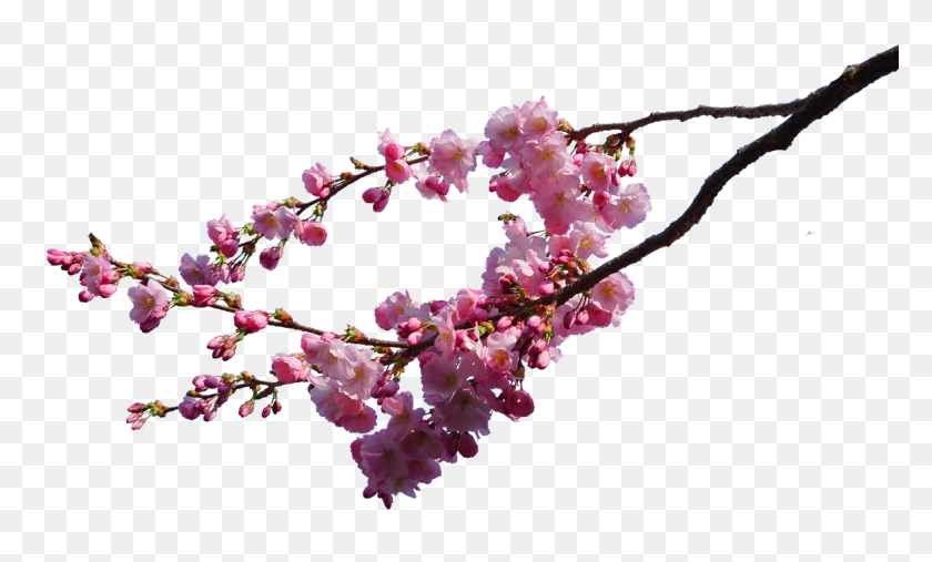 1180x677 Cherry Blossom Branches Png Stock - Sakura Tree PNG