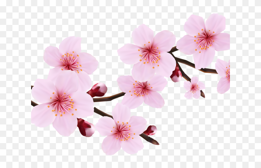 640x480 Cherry Blossom Clipart - Cherry Blossom Petals PNG