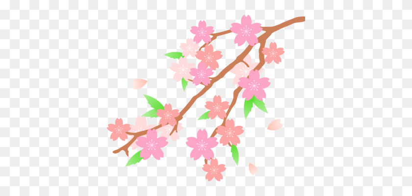 404x340 Cherry Blossom Drawing Flower - Sakura Tree PNG