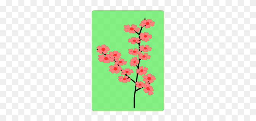 240x339 Вишни Цвету Рисунок Цветок - Японская Вишня Клипарт