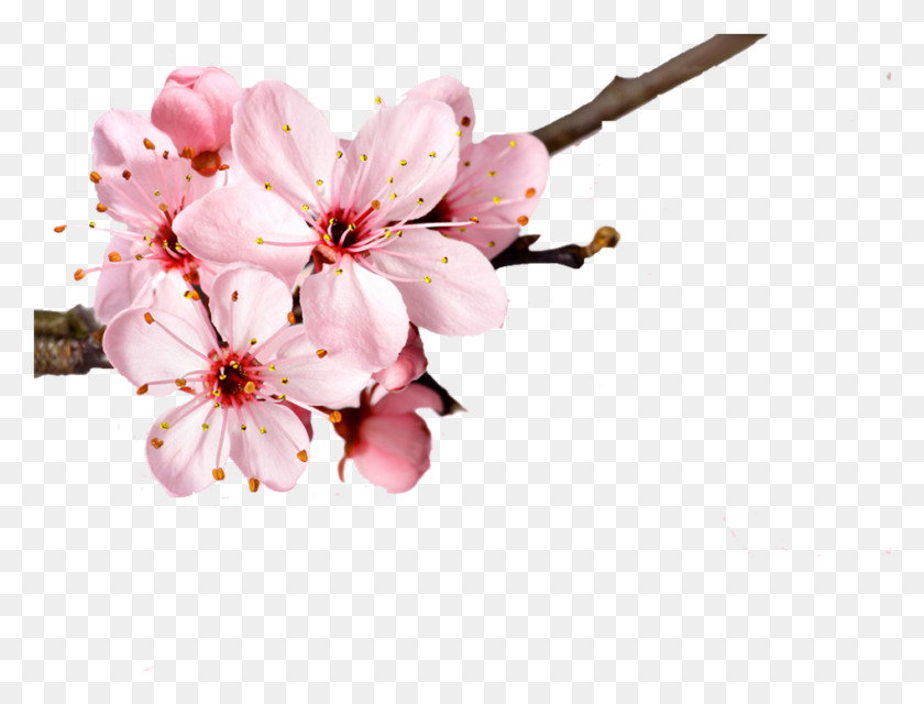 948x705 Cherry Blossom Flower Petal - Cherry Blossom Petals PNG