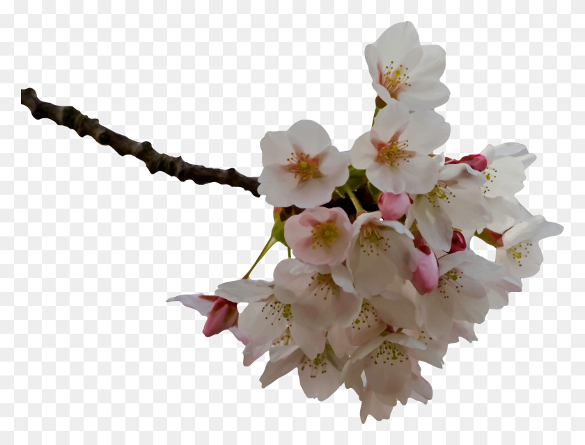 2400x1786 Cherry Blossom Icons Png - Sakura Tree PNG