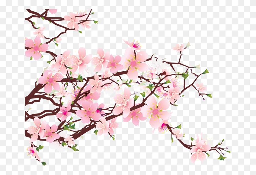 675x514 Cherry Blossom Png Free Download - Blossom PNG