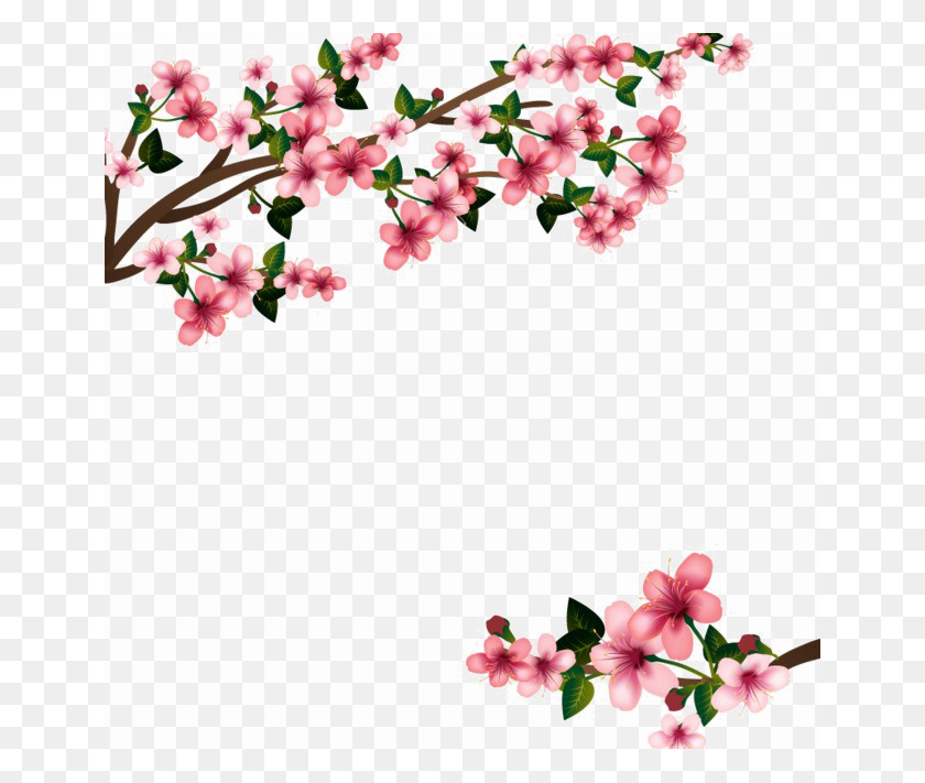 650x651 Cherry Blossom Png Images Transparent Free Download - Sakura Flower PNG