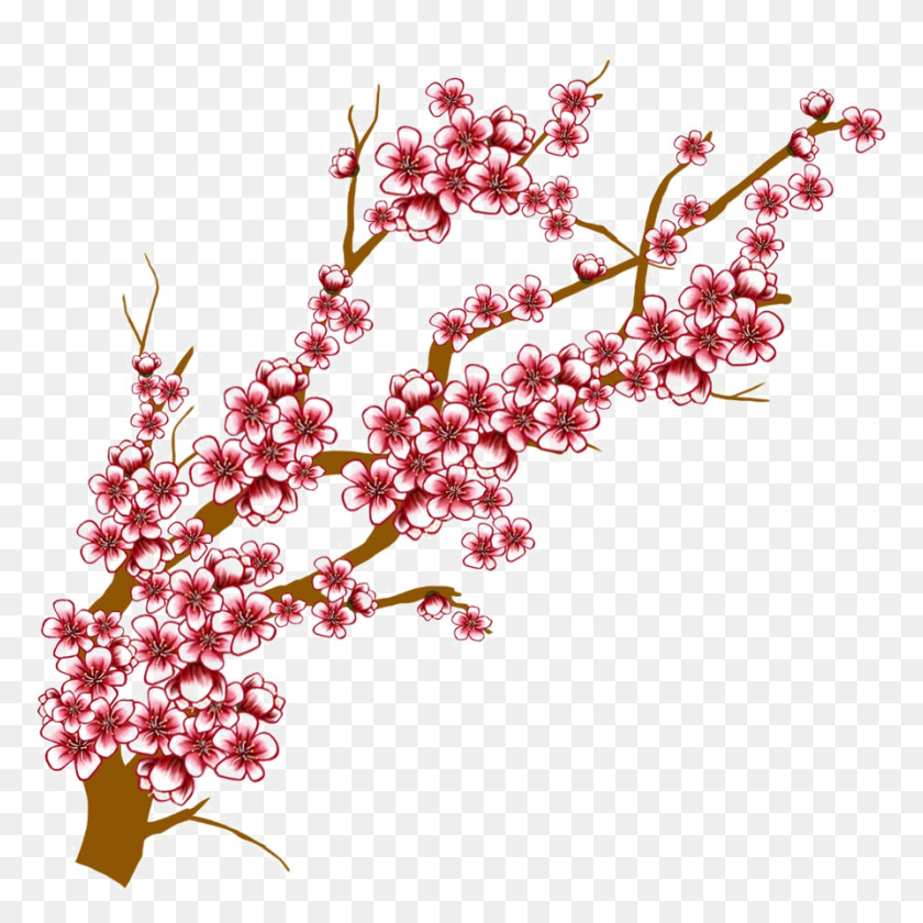 894x894 Cherry Blossom Png Images Transparent Free Download - Cherry Blossom Tree PNG