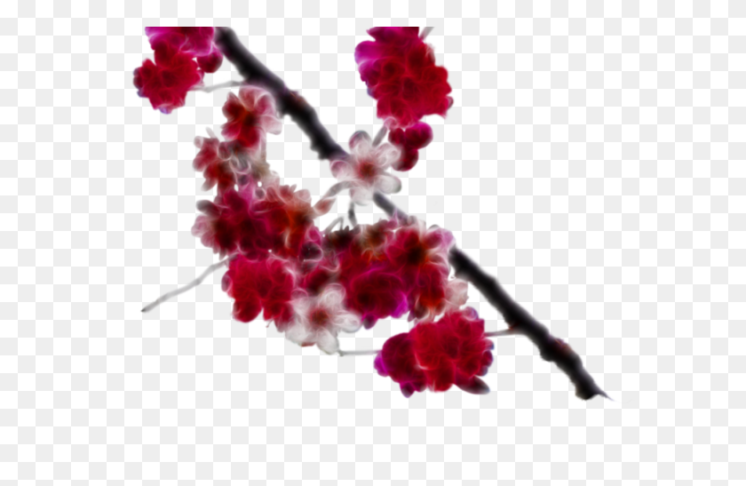 1368x855 Cherry Blossom Sakura Flower Clip Art Gardening Flower - Real Flower Clipart