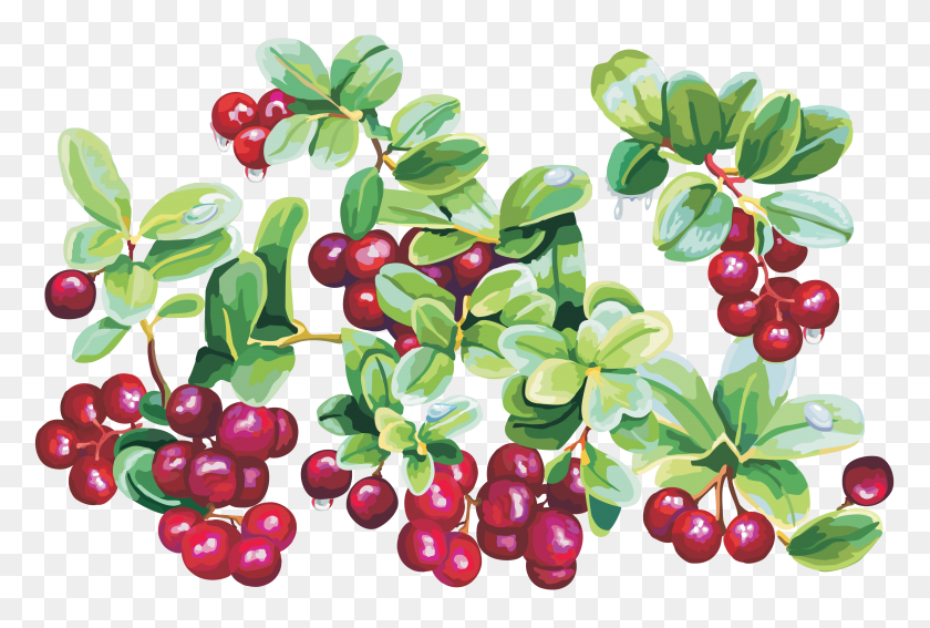 3600x2344 Cherry Cranberry Clip Art - Cranberry Clipart