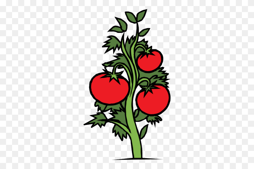 288x500 Tomate Cherry Clipart De Planta De Calabaza - Arborist Clipart