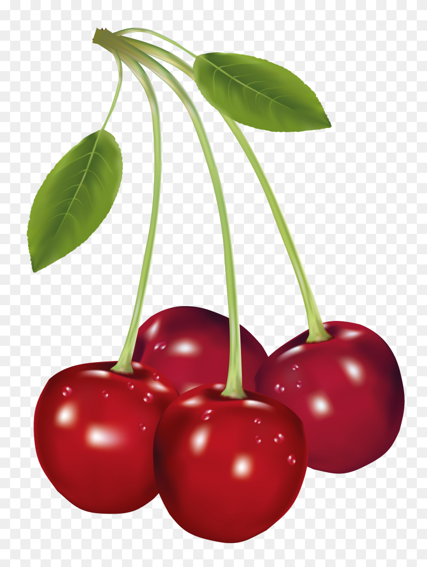 1916x2592 Cherry Tree Clipart Fruit Plant - Cherry Tree Clipart