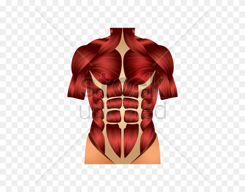 600x600 Chest Muscles Vector Image - Muscles PNG