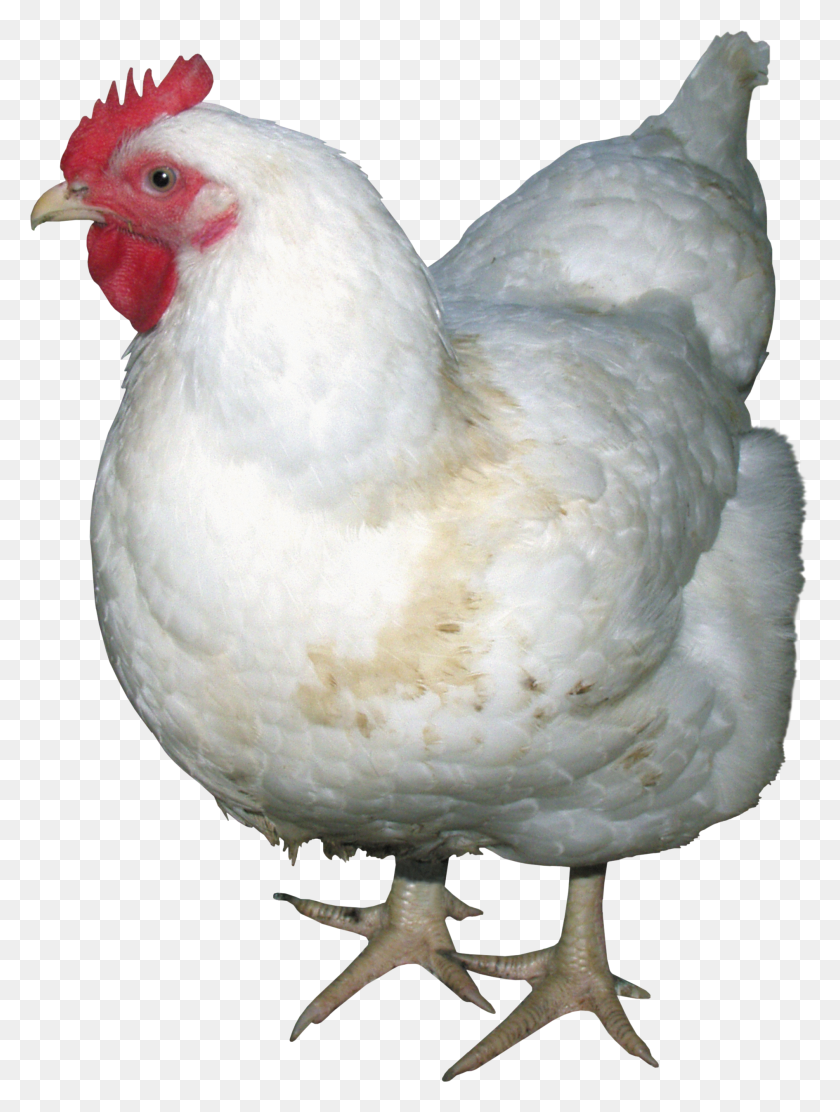 1890x2551 Chicken Png Images - Chicken PNG