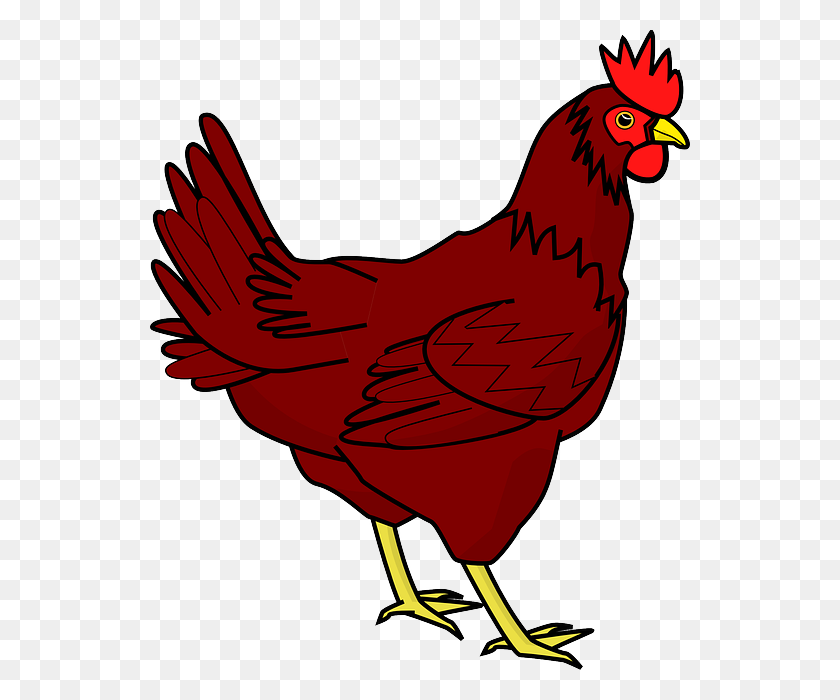 540x640 Chicken Png Images Transparent Free Download - Chicken Clipart Transparent