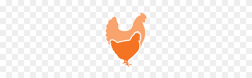 154x200 Chicken Standards Application Global Animal Partnership - Chickens PNG