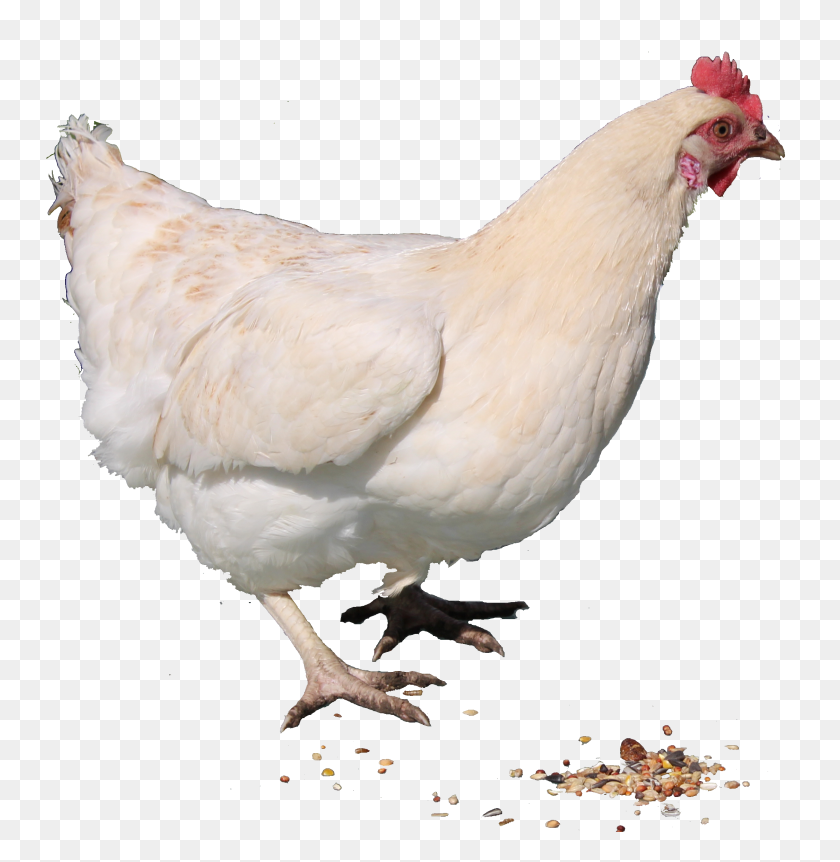 2250x2316 Chicken Transparent Png Pictures - Chickens PNG