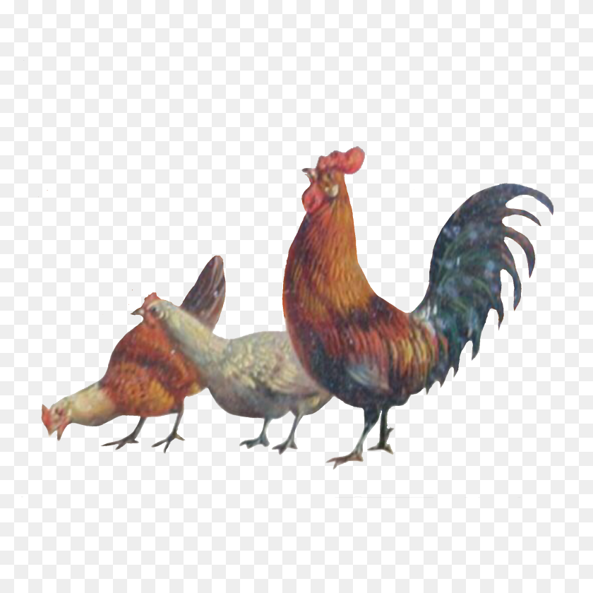 2048x2048 Chickens Animals Farm Freetoedit - Chickens PNG