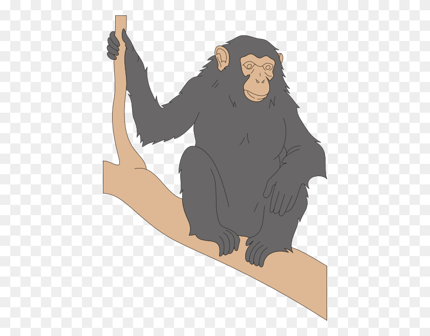 438x596 Шимпанзе, Сидя На Ветке Картинки - Шимпанзе Клипарт