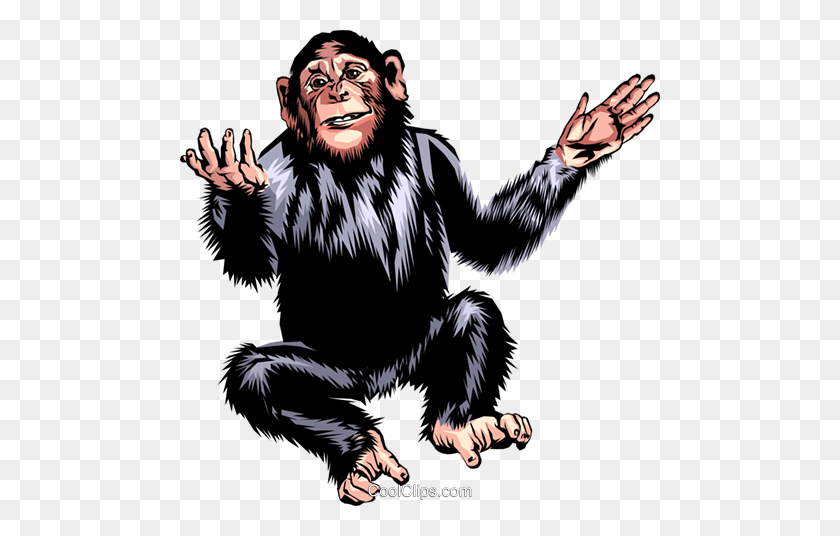 480x476 Chimpancé Libre De Regalías Vector Clipart Ilustración - Imágenes Prediseñadas De Chimpancé